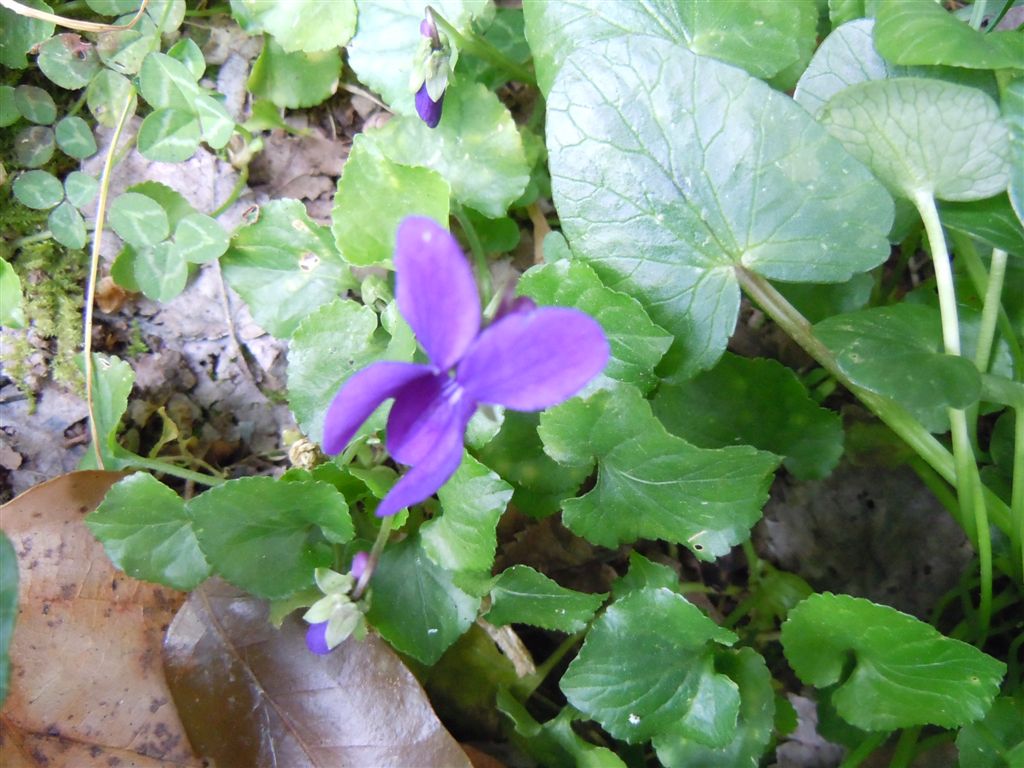 Viola odorata?